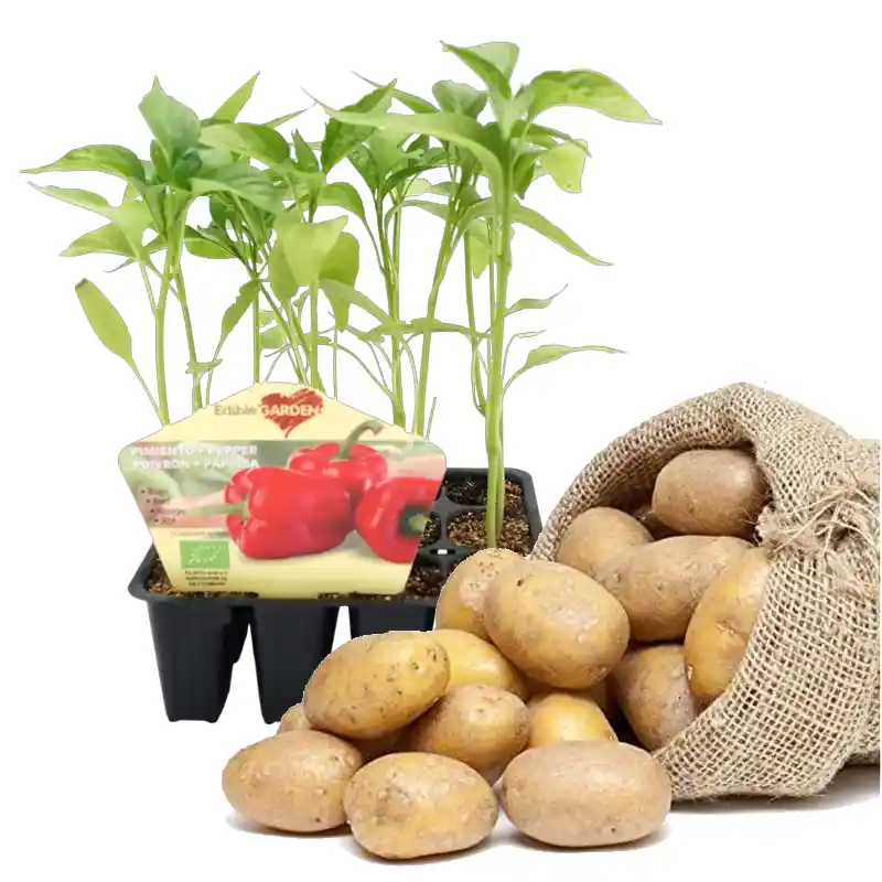 agricola outes plantas siembra
